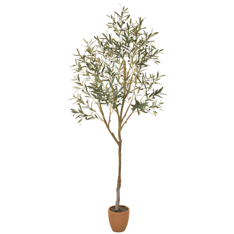 Olive en pot de ciment