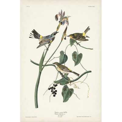 Pl. 153 Paruline à croupion jaune