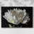 WHITE PEONY-Gallery Wrapped Canvas-457515149