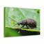 No Frame Print on Canvas-100038274