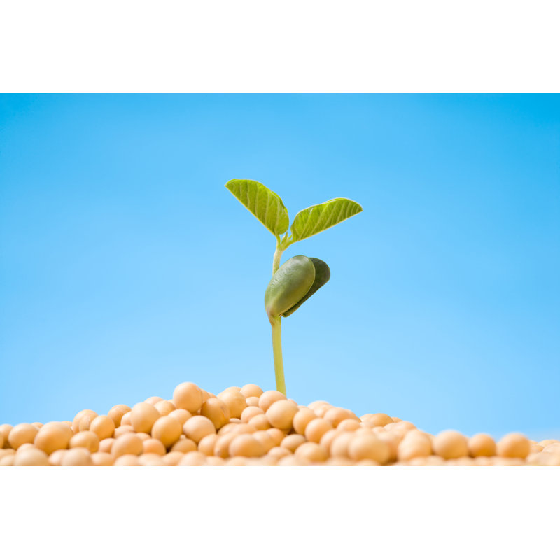 Bean Sprout - Photographie sur toile tendue, H 32 po x l 48 po