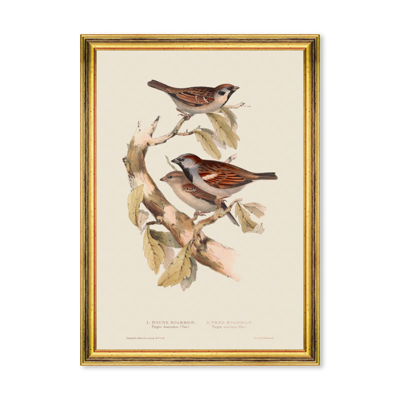 SPARROW