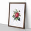 Red Rose Illustration - Framed Print-55616494-55616495