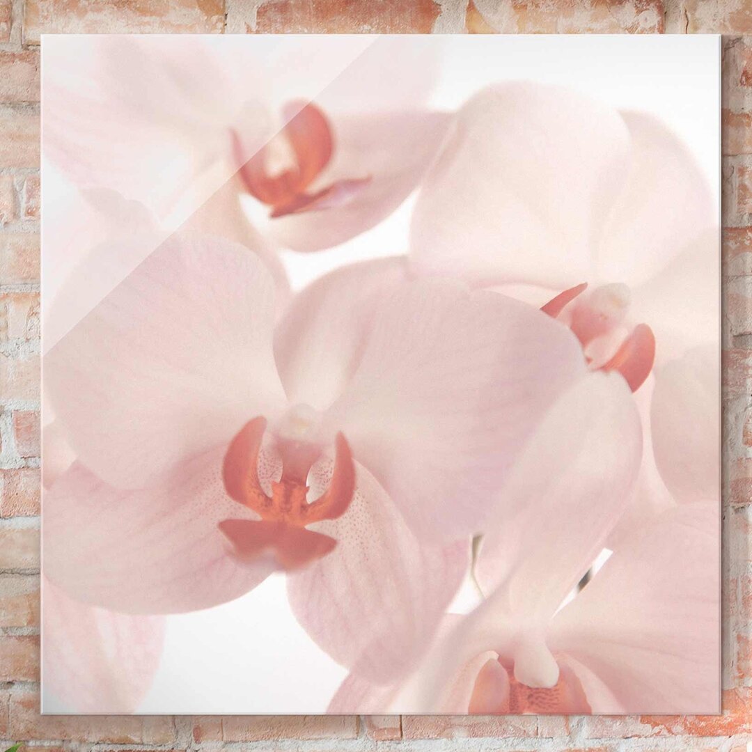 Glasbild Helle Orchidee, anmutige Orchideen