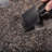 Broil King Pellet Brush Scraper Kit 