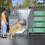 Station de lavage professionnelle pour chien en acier inoxydable 