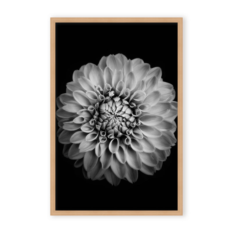 Nature Inspired Marigold by  - Picture Frame Photograph on Paper, 24" H x 16" W x 1.125" D, Black, Framed Matted Print