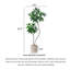 Arbre de luxe luxueux et haut de gamme imitant un grand parasol à feuilles pour la décoration de salon Bonsai-1314237736