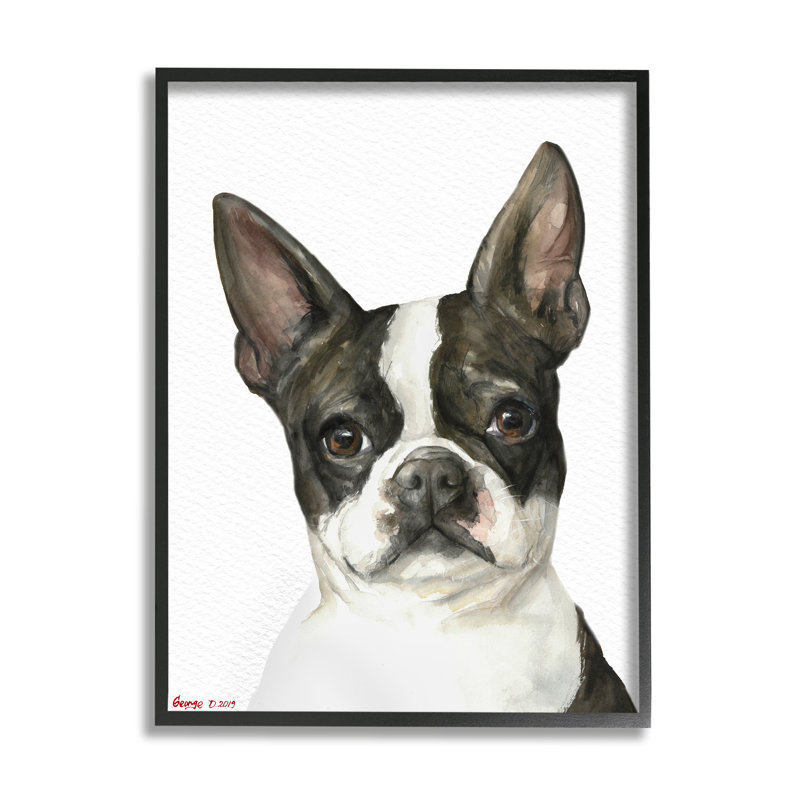 Curieux Boston Terrier Portrait, H 30 po x l 24 po, Giclée encadrée noir minuit