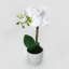 Centres de table orchidées phalaenopsis en pot-1994886774-1996288490