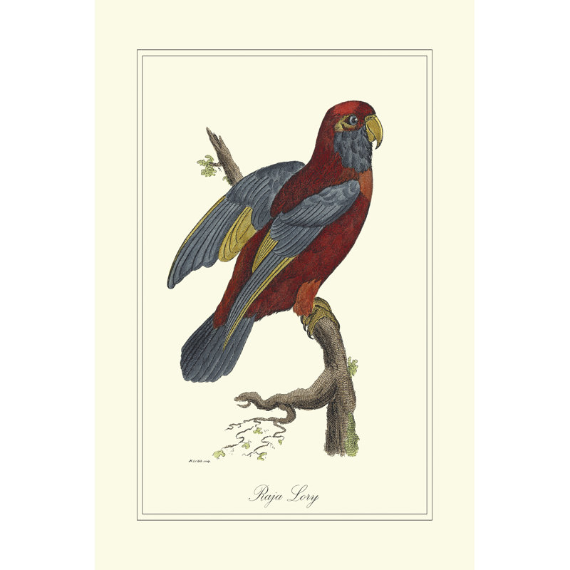 Raja Lory - Wrapped Canvas Art Prints, 46cm H x 30cm W x 3.8cm D