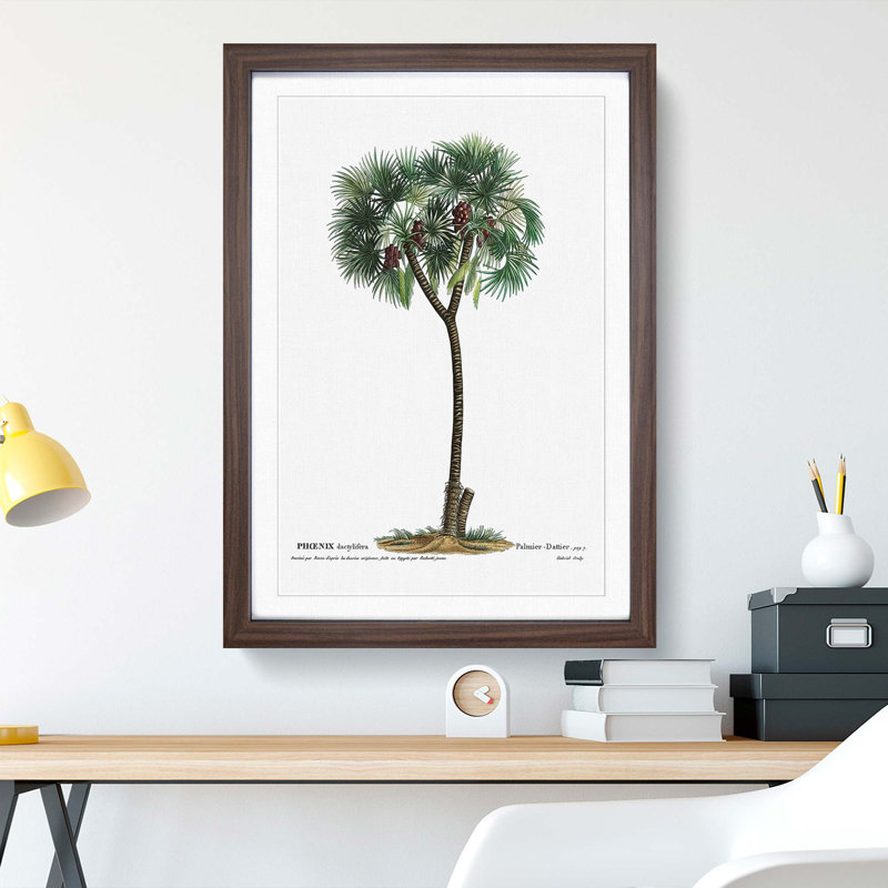 Date Palm Tree by Pierre-Joseph Redoute - Picture Frame Painting Print, 48cm H x 36cm W x 2cm D, Walnut Framed