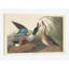 « shoveller duck », impression sur toile-28626490-72447967-72447962