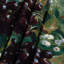 Tapisserie murale «Fruit Chokecherry»-133641237