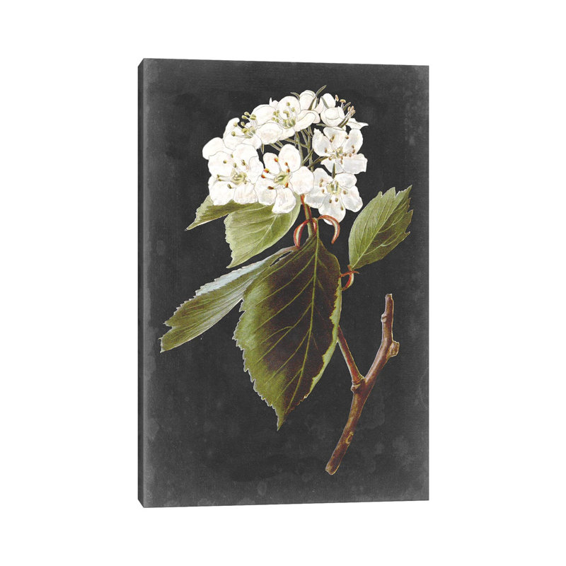 Dramatic White Flowers I - Wrapped Canvas Print, 45.72cm H x 30.48cm W x 1.91cm D