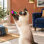 6.14 " H Cat Accessories