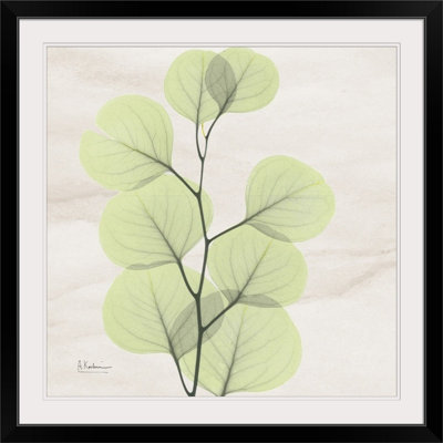 "Manigault" Eucalyptus Leaf X-Ray par Kiranjit, reproduction de photo