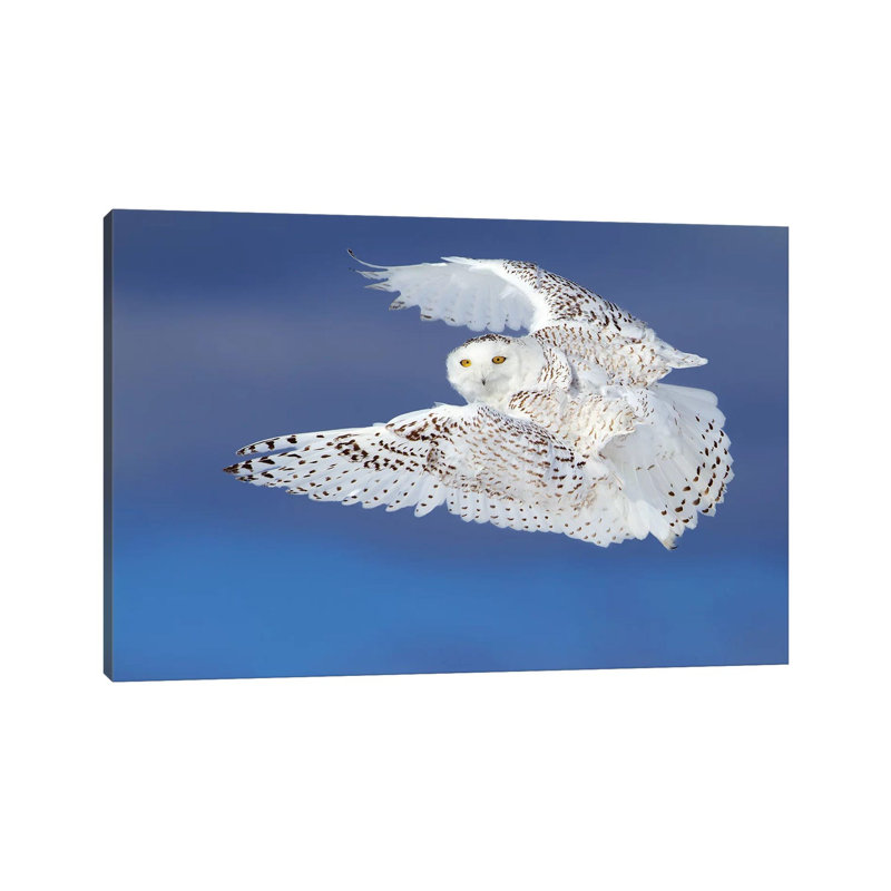 Flight Of The Snowy - Snowy Owl by Jim Cumming - Wrapped Canvas Print, 45.72cm H x 66.04cm W x 1.905cm D
