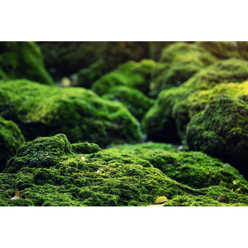 Beautiful Bright Green Moss Grown Op Cover The Rough Stones And On The Floor In The Forest by Rattankun Thongbun - Wrapped Canvas Print