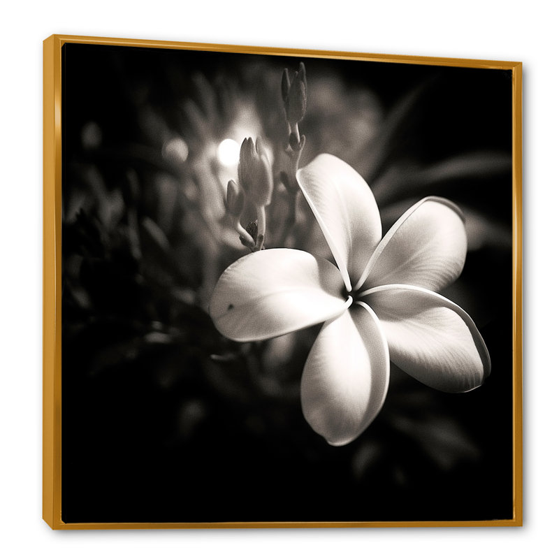 Spectrum Wild Moonlight Plumeria Beauty sur toile, Cadre flottant doré, H 36 po x l 36 po x P 1,5 po