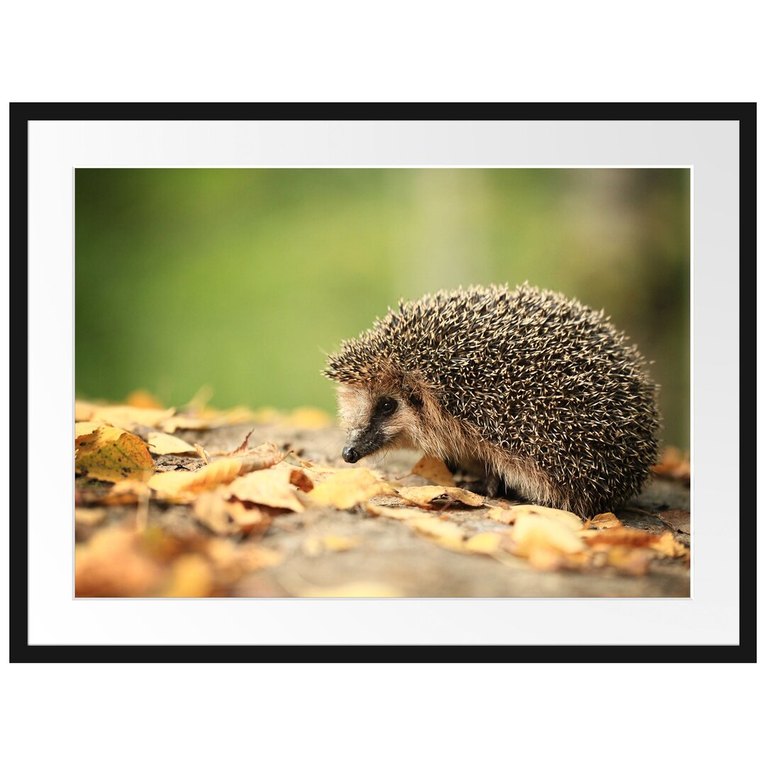 Gerahmtes Poster Igel im Laub