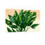 Plantes et fleurs, feuilles de plantes tropicales, motif de feuillage vert-1031633840-1031633843-1031633847