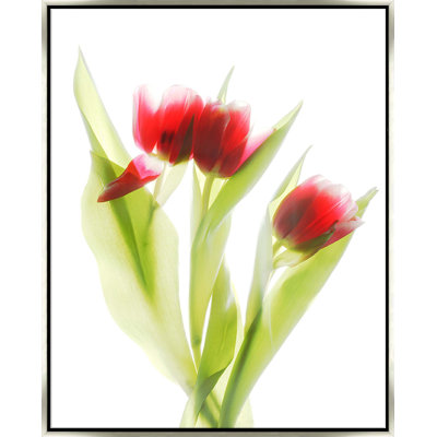 Red Tulips III - Framed