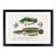 Green Fish Illustrations by Charles d Orbigny - Framed Print-55575544-55575549