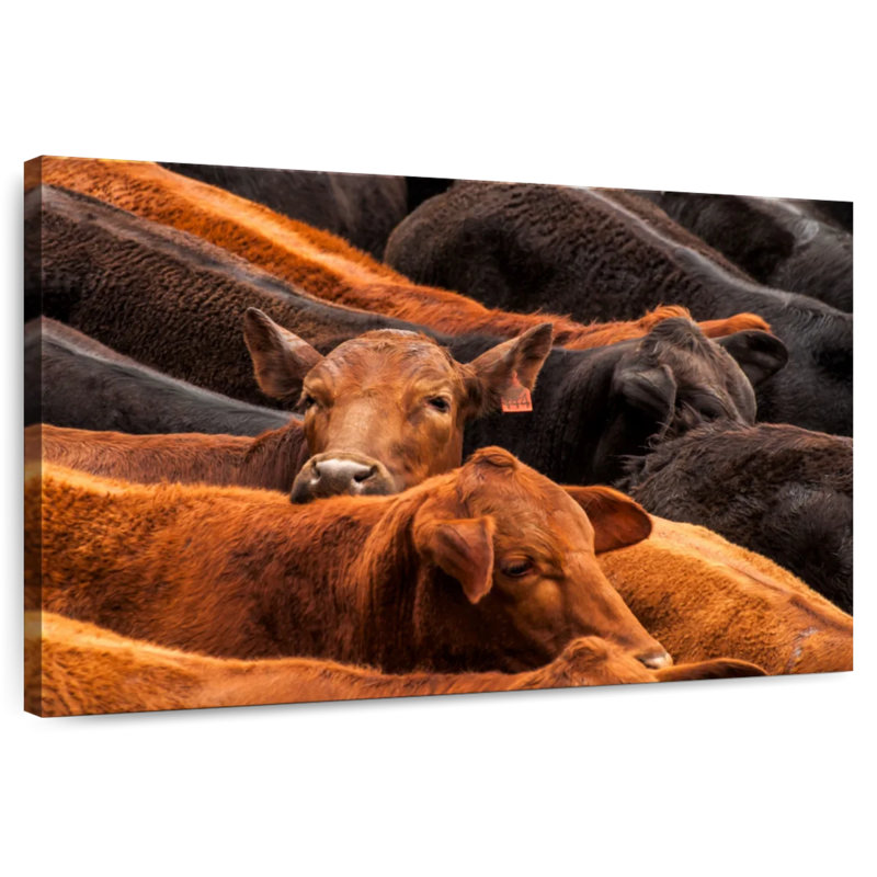 Brampt Beef Cattle, 30" H x 45" W