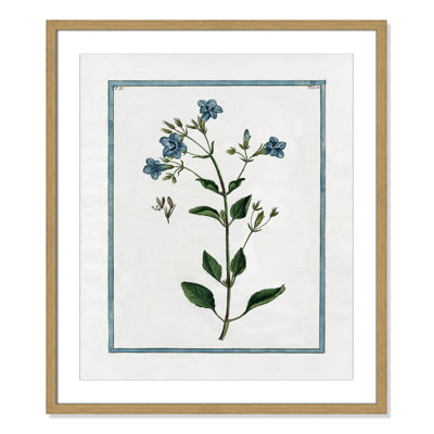 Colombe "Shabby Elegance Botanical II" Print