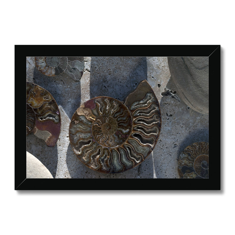Gifts of the Shore XVI 1 Piece Wall Art, 24cm H x 34cm W, Black Framed Paper Print
