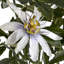 Anastasija Arrangement