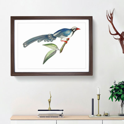 Chinese Cuckoo by George Shaw - Picture Frame Painting Print