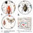 " Tiny Insect Wonders II "-1140498105-1140498106