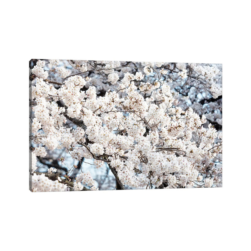 Sakura Cherry Blossoms II by Philippe Hugonnard - Wrapped Canvas Gallery-Wrapped Canvas Giclée, 20.32 cm H x 30.48 cm W
