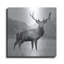 «Proud Deer» par PhotoINC Studio-404594449