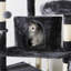 Arbre à chat 59 "ou condo-51837114