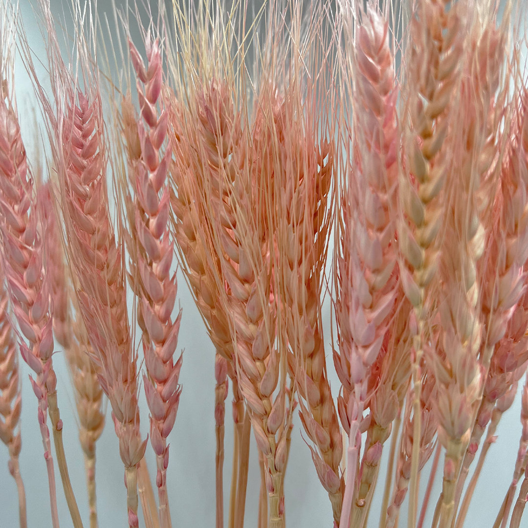 Dried Preserved wheat Bouquet, Pink