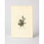 Cedar Waxwing (1827) - Portrait, art mural sur toile-129925204