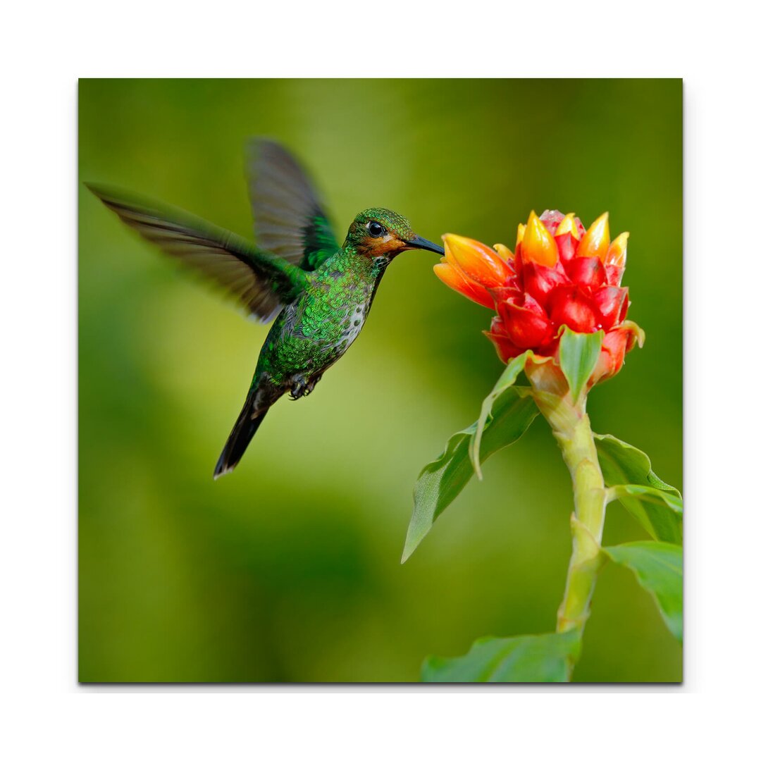 Leinwandbild Grünstirn-Brillantkolibri aus Costa Rica