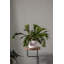 Canella Ceramic Pot Planter