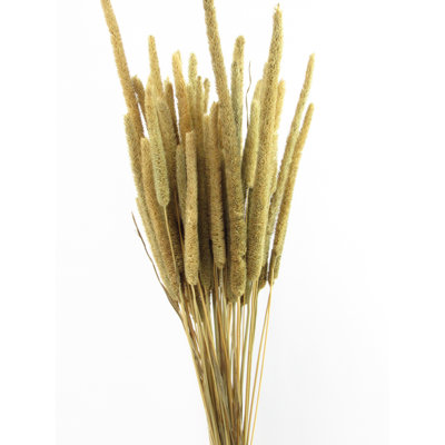 Rattail Arrangement