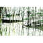 « solstice » par parvez taj,, reproduction d’art sur toile tendue-9118137
