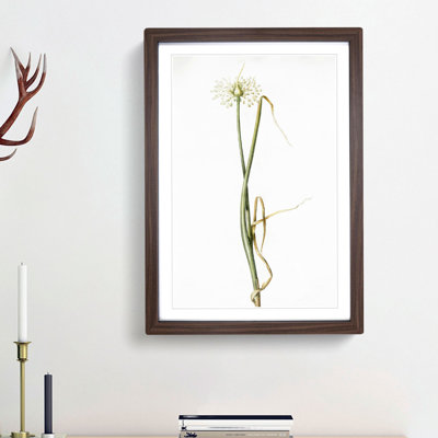 Wild Onion Flowers by Pierre-Joseph Redoute - Framed Print