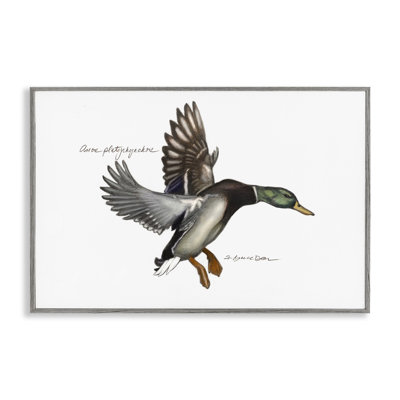 Giclée de canard colvert volant par Jadei