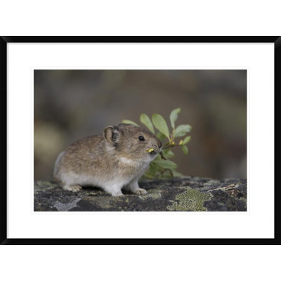 'American Pika Carrying Vegetation' Framed Photographic Print