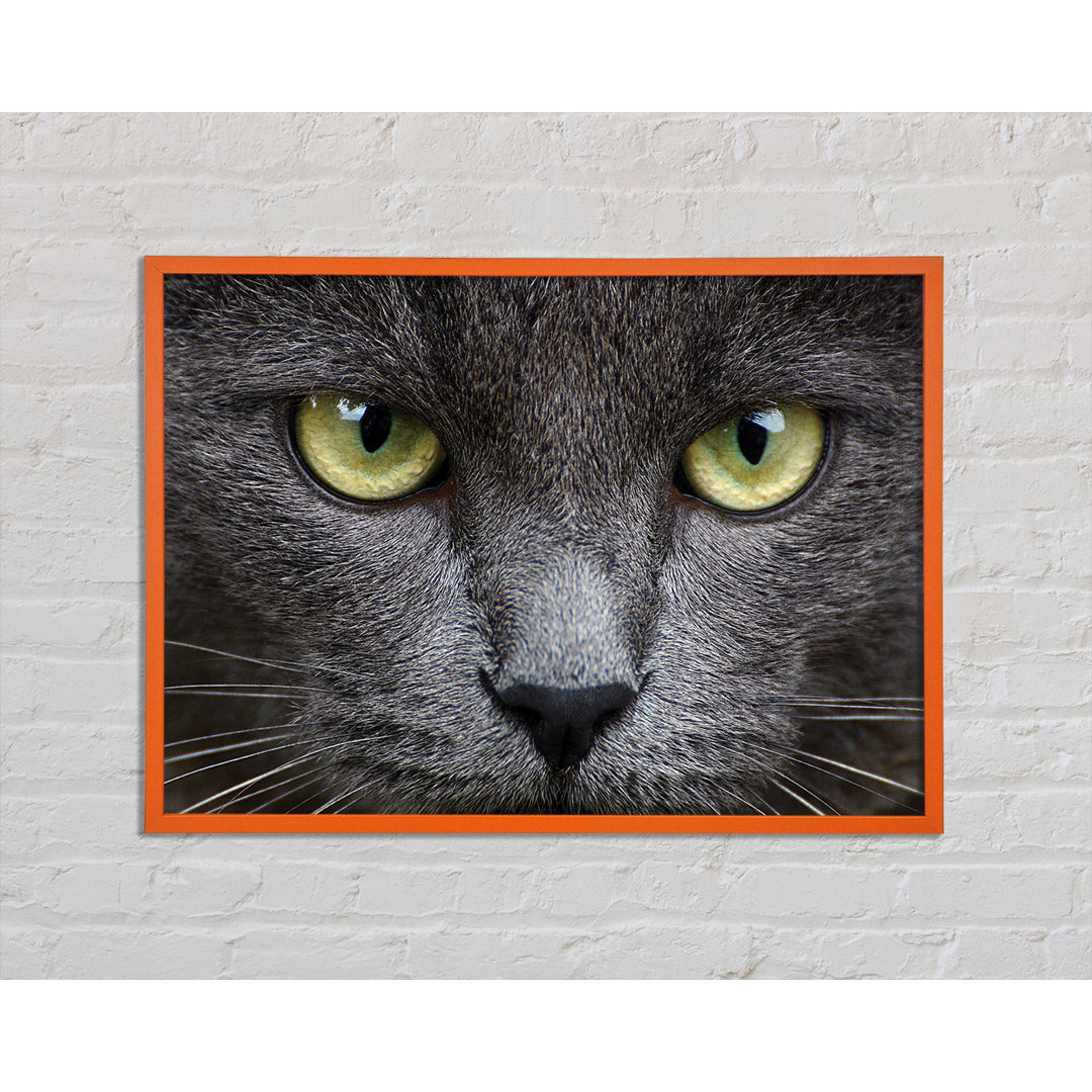 Annais Smokey Grey Cat - Einzelner Bilderrahmen Kunstdrucke