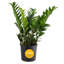 ZZ Plant in Nursery Pot