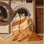 Tapis abstrait moderne en verre Wilkerson Smoothie lavable à la machine en brun - reliure beige-1461324092