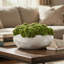 Sedum Arranged in a Stone Planter-2010919692-1985559459